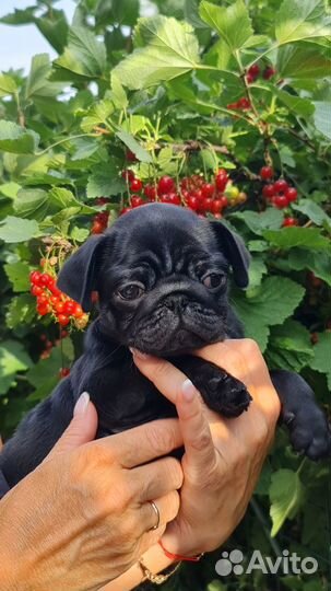 Щенки Мопса из питомника