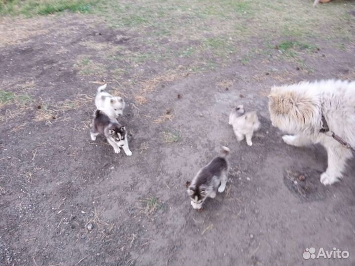 Щенки Хаски