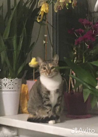 Кошка в дар