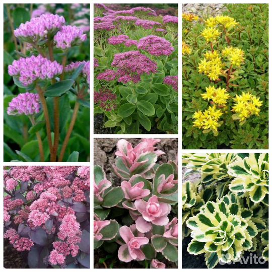 Растения для альпийской горки и рокария