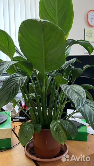 Спатифиллум