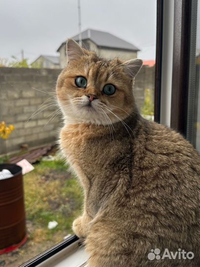 Вязка с котом