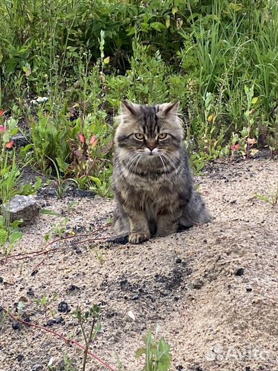 Кот ищет хозяев