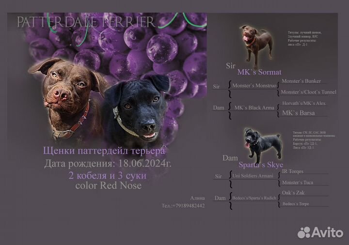 Щенки паттердейл терьера