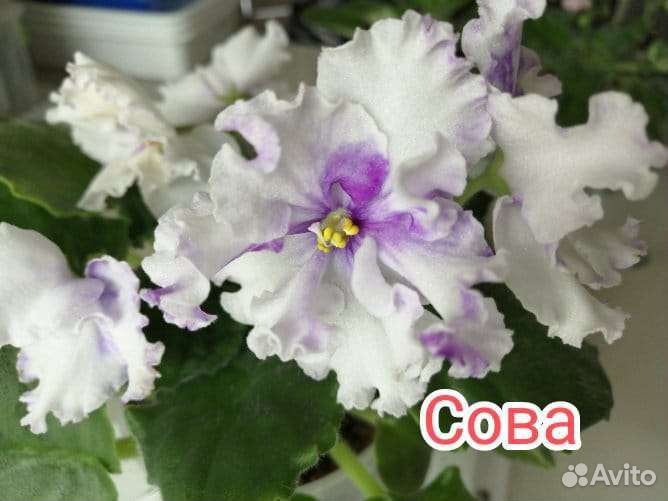 Листья фиалок