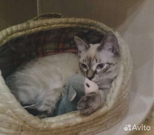 Корзинка для кота или собачки