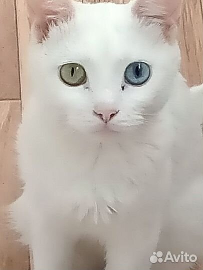 Кошечка в добрые руки