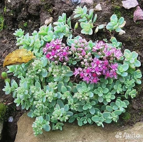 Цветы для сада