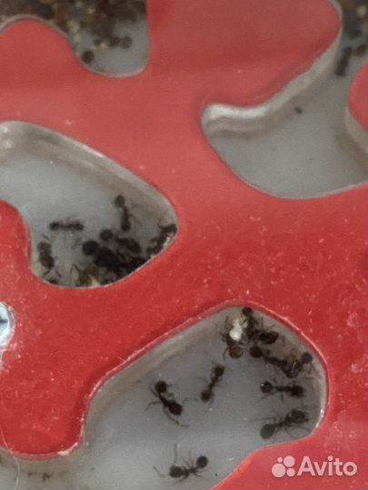 Муравьиная ферма с муравьями