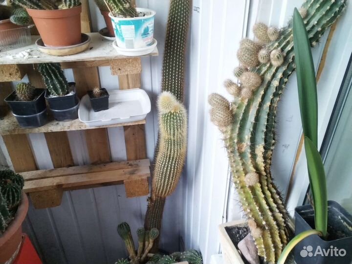 Цветущий эхинопсис