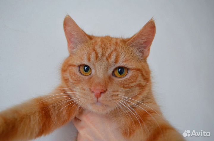 Котики бесплатно в добрые руки