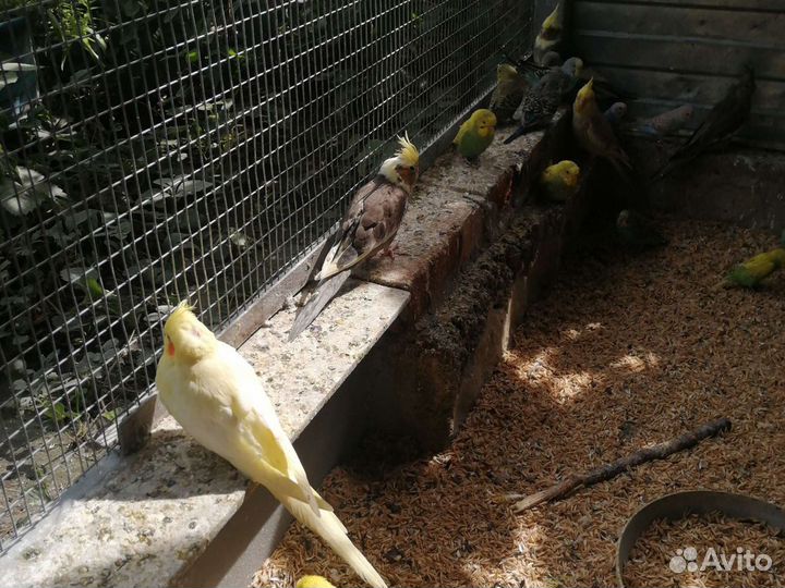 Попугаи какарики, волнистые, кореллы