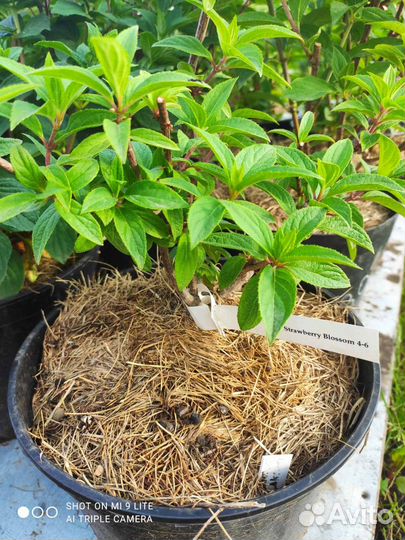 Гортензии метельчатые