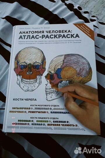 Анатомия человека атлас-раскраска