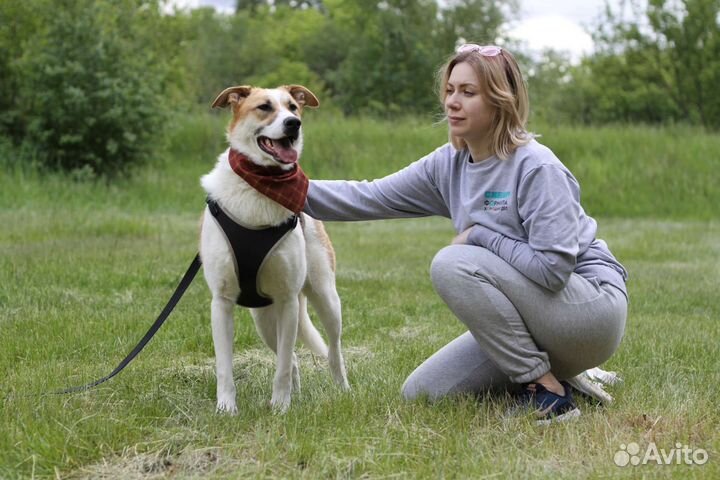 Молодой пёс Купер нуждается в доме