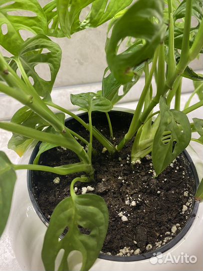 Монстера манки