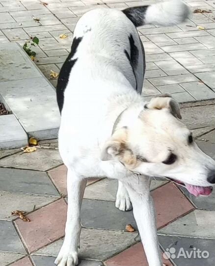 Отдам в добрые руки