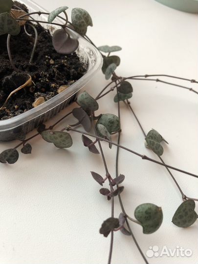 Циропегия вуда