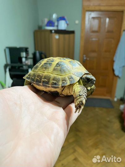 Черепаха сухопутная с террариумом