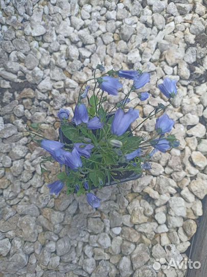 Колокольчик Джингл Блю