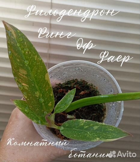 Филодендрон Ринг оф Фаер и Карамель Марбл