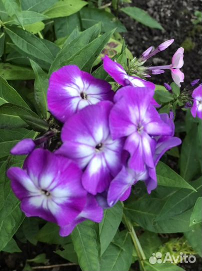 Флоксы сортовые многолетние