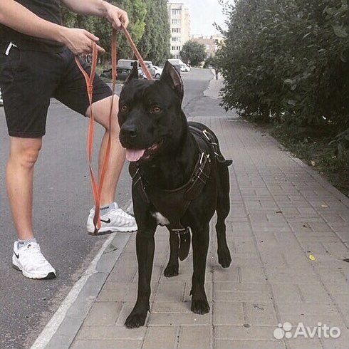 Питбуль вязка