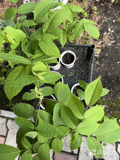 Маньчжурский орех