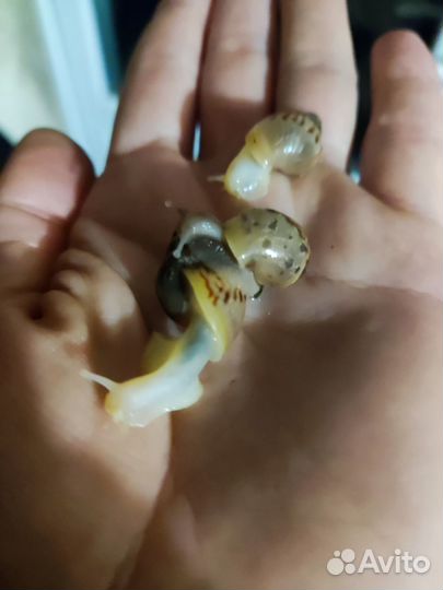 Улитки ахатины большие и маленькие