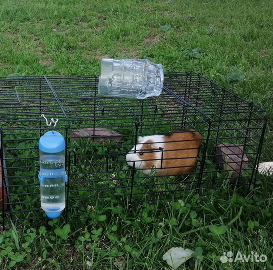 Продам морскую свинку