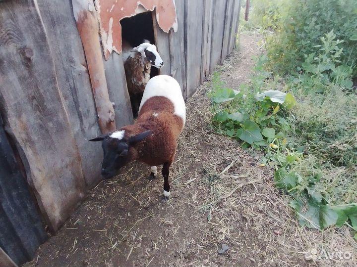 Дорпер F4 (баранчик) и ярочки F1