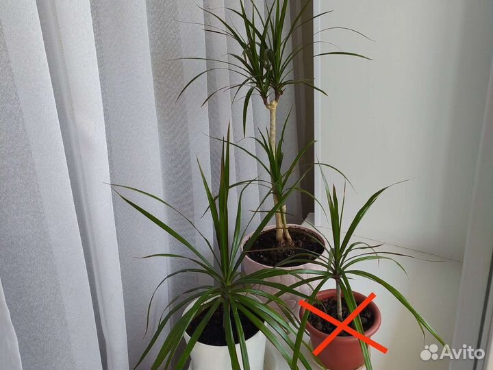 Комнатные цветы драцена