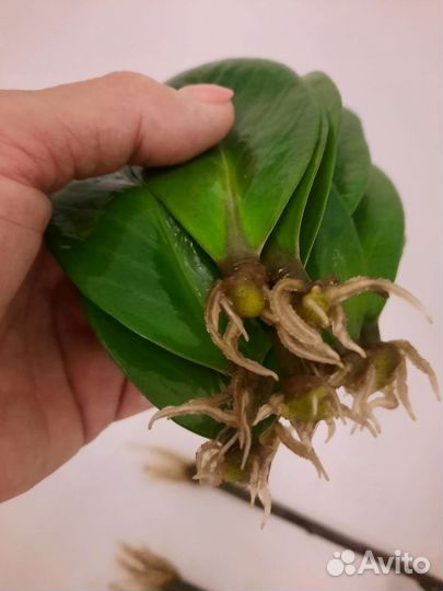 Замиокулькас