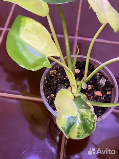 Филодендрон Бурле Маркс вариегатный