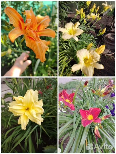 Многолетние цветы