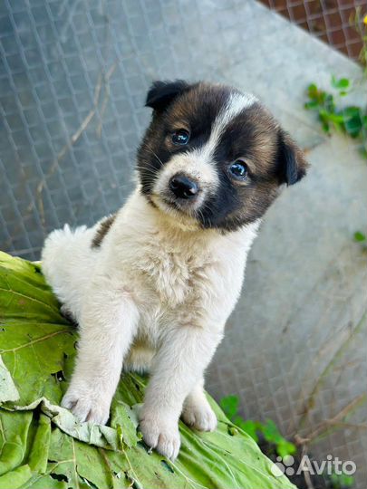 Щенок мальчик