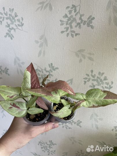 Сингониумы сортовые