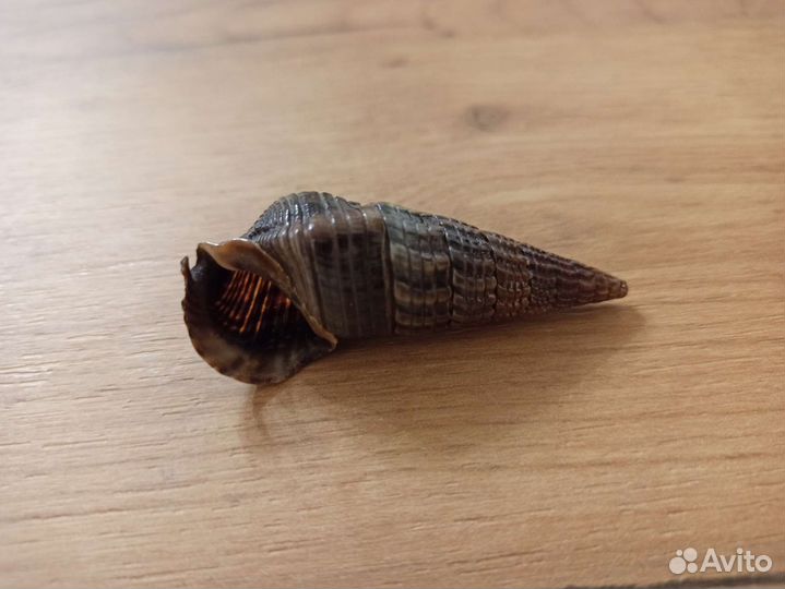 Морская раковина