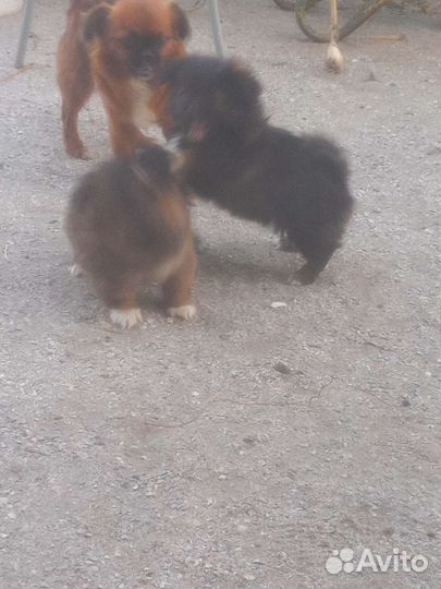 Отдам в добрые руки три девочки