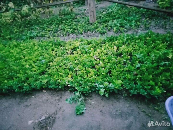 Саженцы