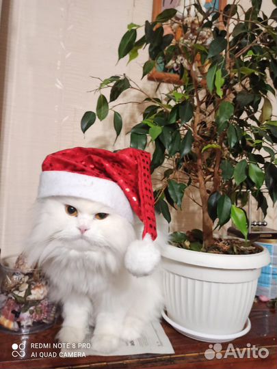 Кот в добрые руки