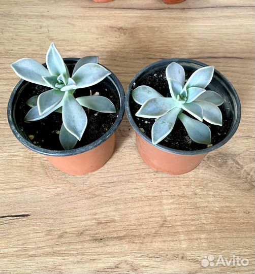 Суккуленты