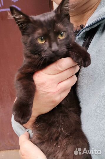 Котенок девочка выживает на улице