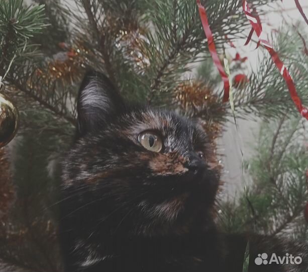 Отдам кошек в добрые руки