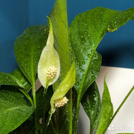 Цветок Спатифиллум (Женское счастье)