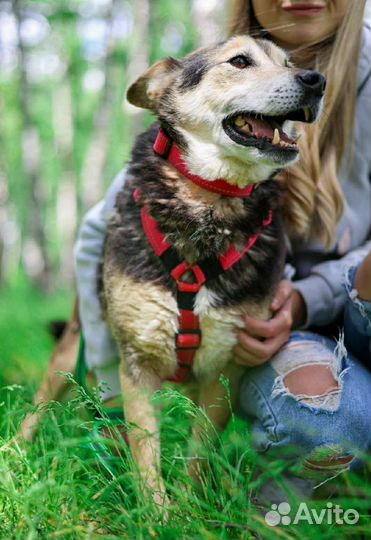 Неунывающий пёс Сэм ждёт своего будущего хозяина