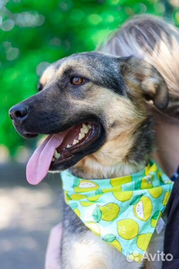 Отдаем собаку в добрые руки