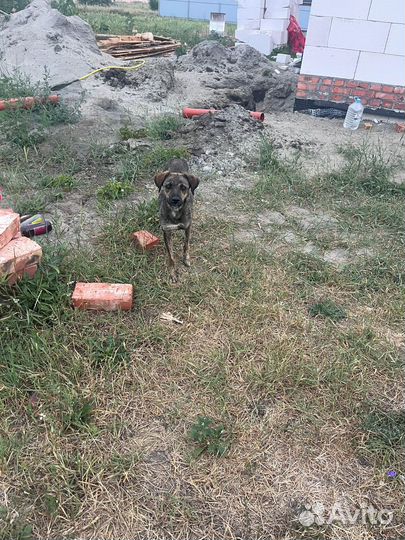 Двортерьер