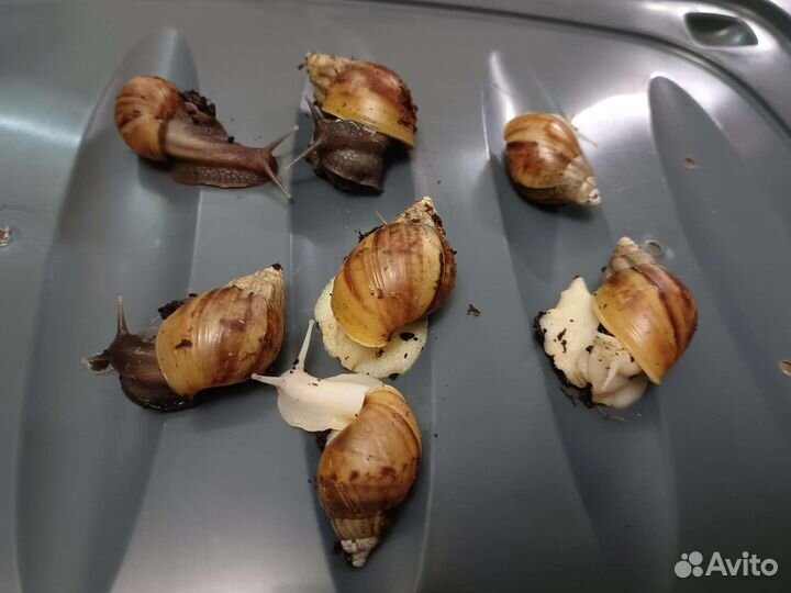 Улитки ахатины