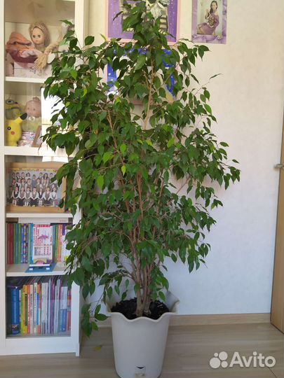 Фикус бенджамина